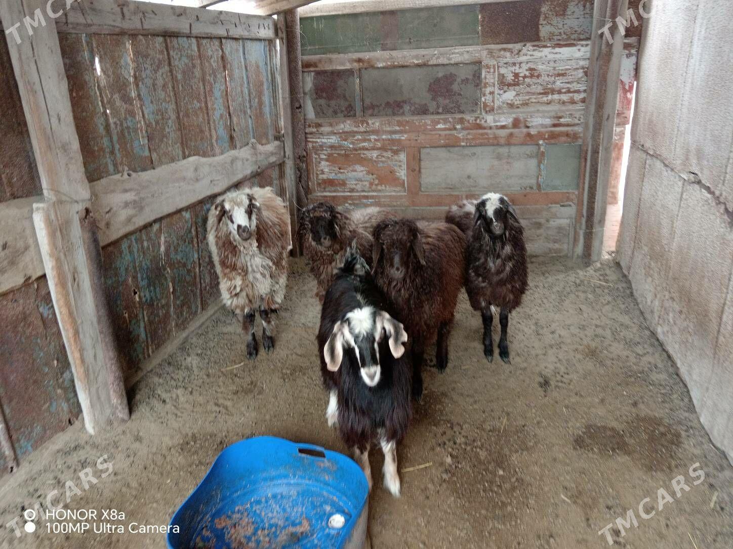 Goyunlar - Hazar - img 3