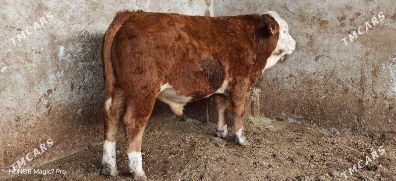 Симентал fleckvieh - Türkmenabat - img 2