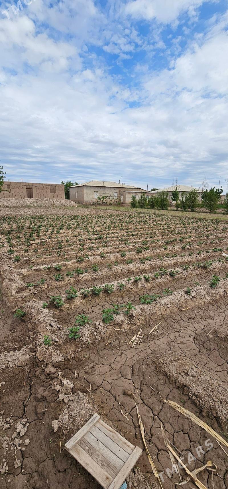 satlyk jay - Gurbansoltan Eje - img 2