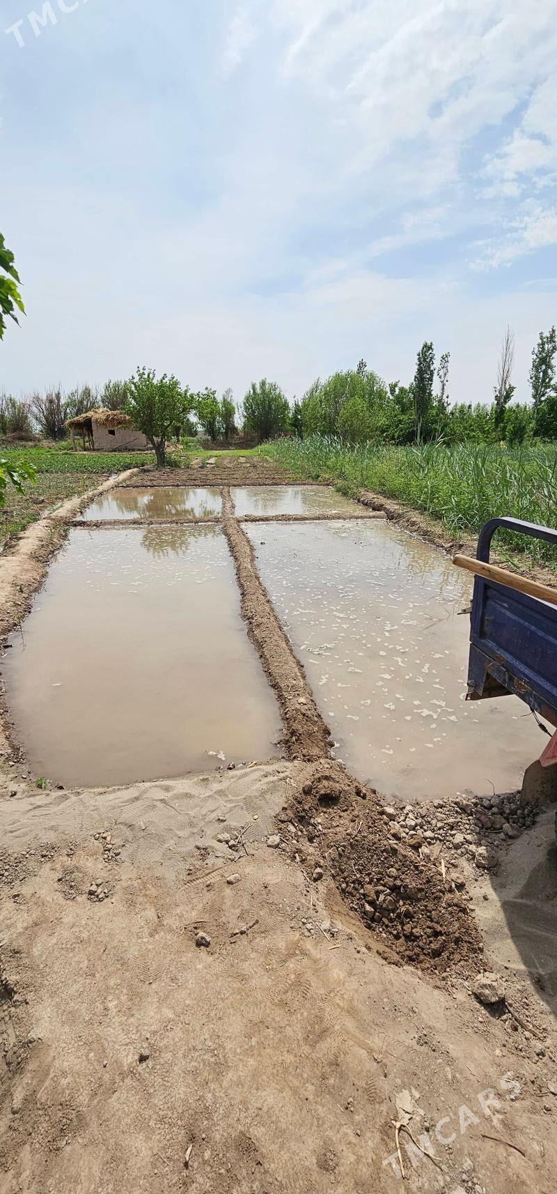 satlyk jay - Gurbansoltan Eje - img 6