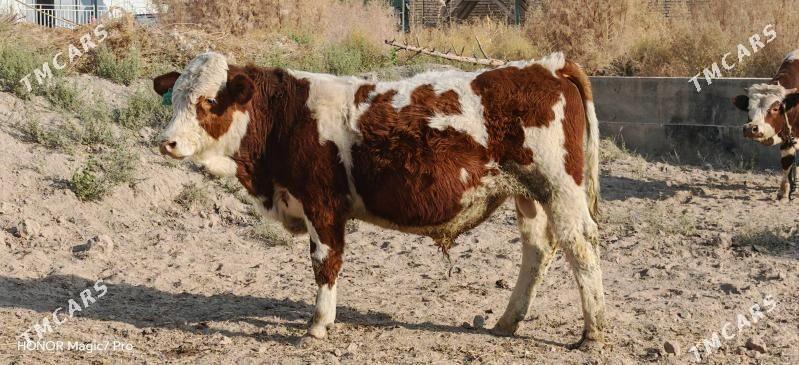 Симентал fleckvieh - Türkmenabat - img 3