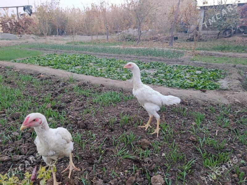 özbek - Türkmenabat - img 2