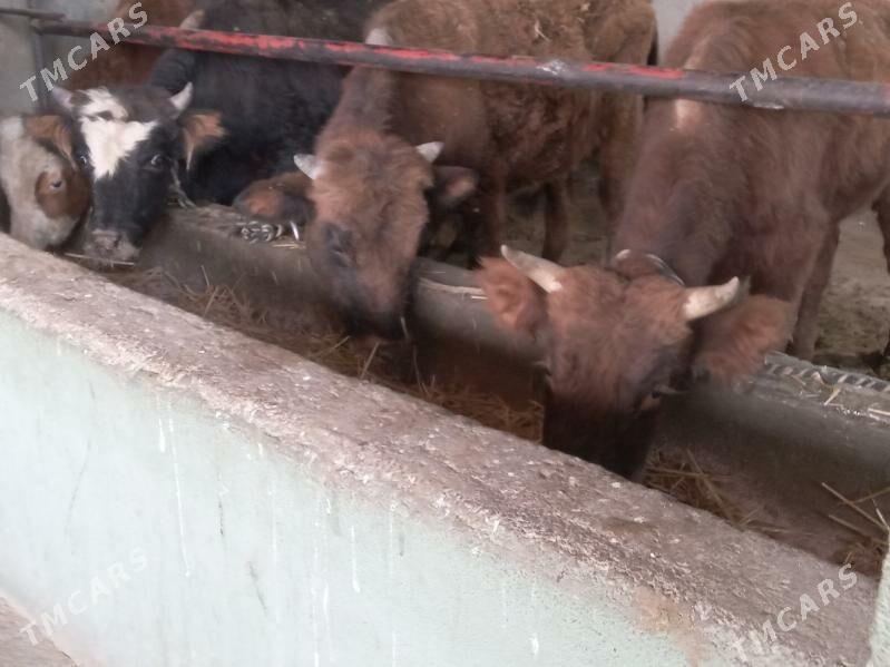 okizler - Бузмеин - img 3