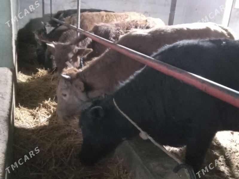 okizler - Бузмеин - img 2