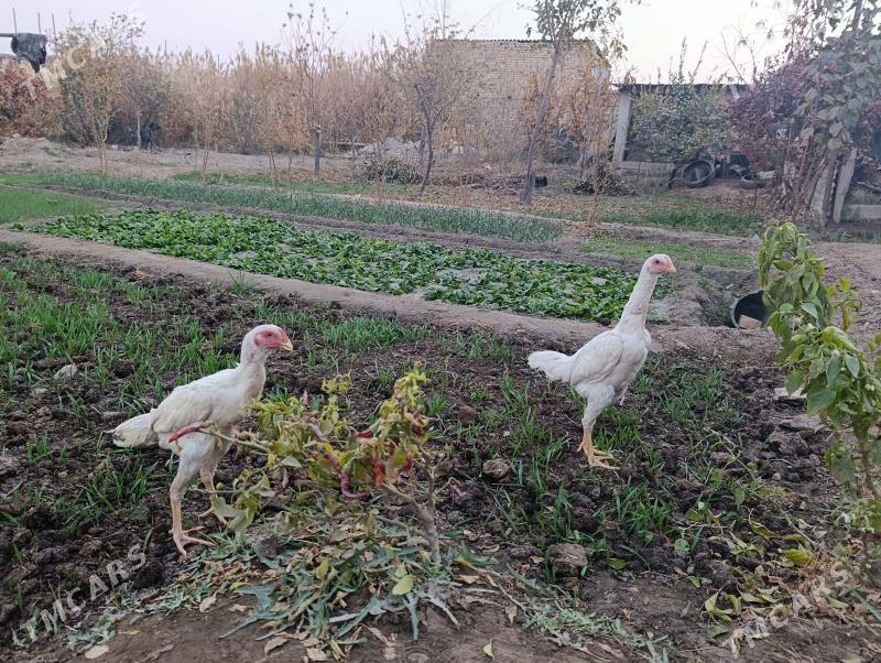 özbek - Türkmenabat - img 3