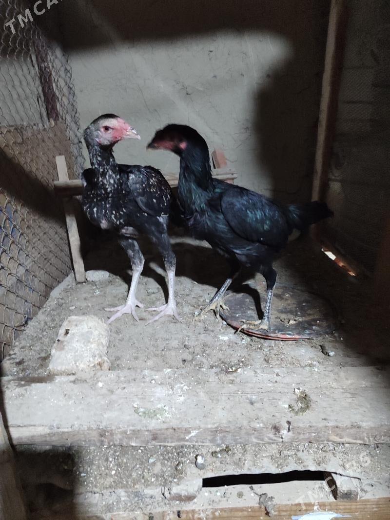 tasgent juyje - Aşgabat - img 1