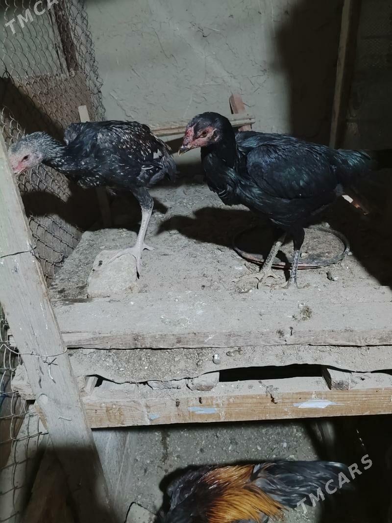 tasgent juyje - Aşgabat - img 2