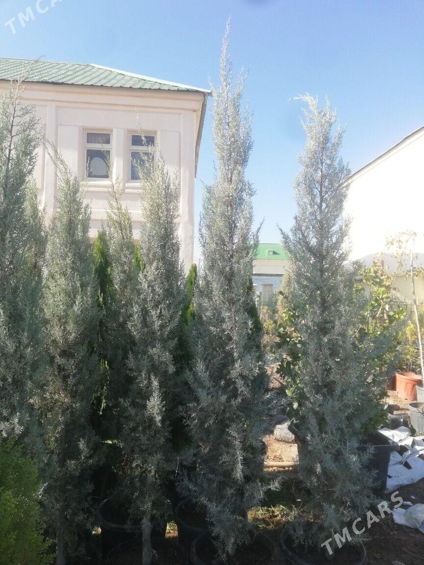 Arizonskiy kiparis yolka - Ашхабад - img 2