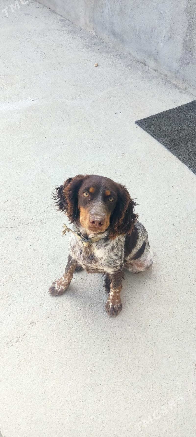 Spanyel awcy - Балканабат - img 2