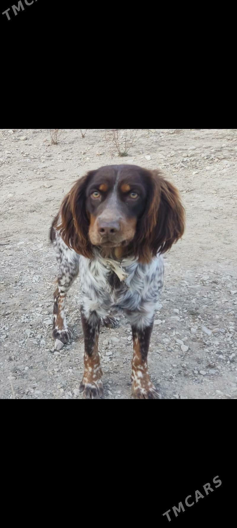 Spanyel awcy - Балканабат - img 1