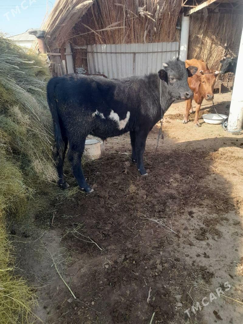 öküz meydan - Mary - img 2