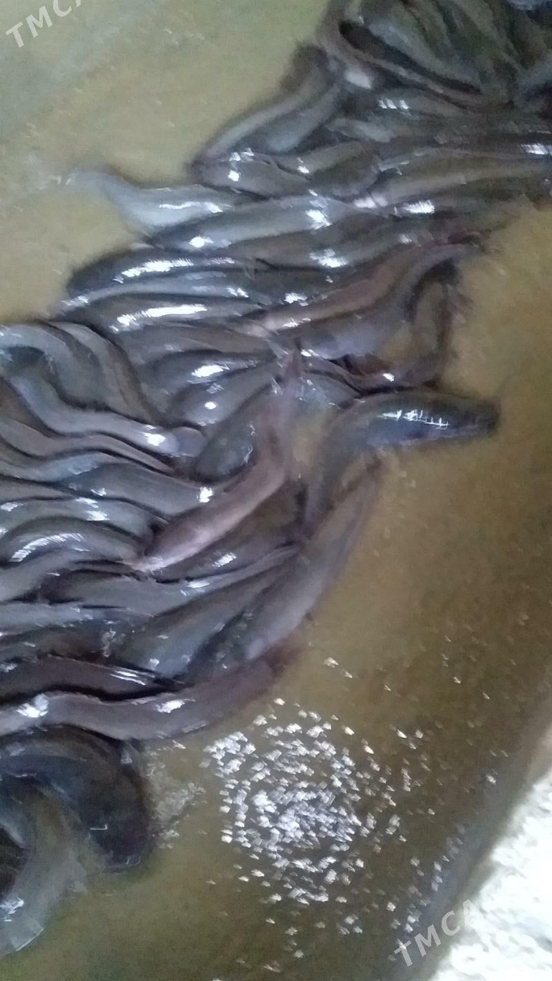 IŞLÄP DURAN BIZNES - Bäherden - img 2