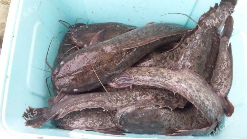 IŞLÄP DURAN BIZNES - Bäherden - img 4