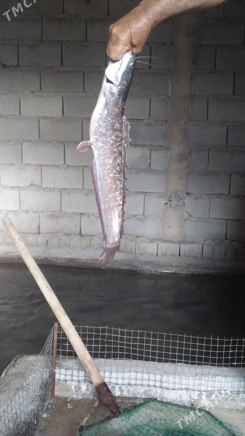 IŞLÄP DURAN BIZNES - Bäherden - img 3