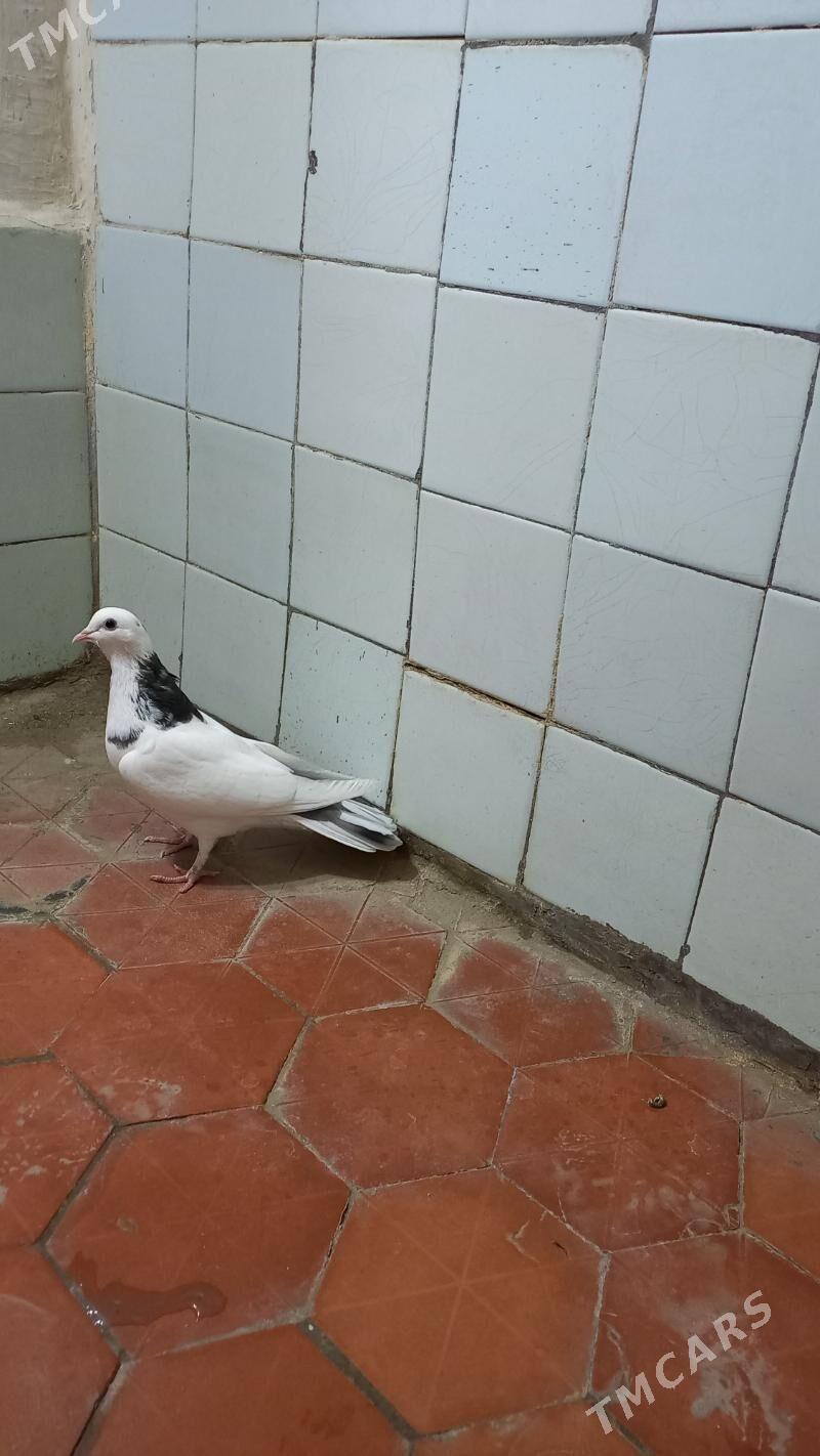 kepderi - Gyzylarbat - img 2