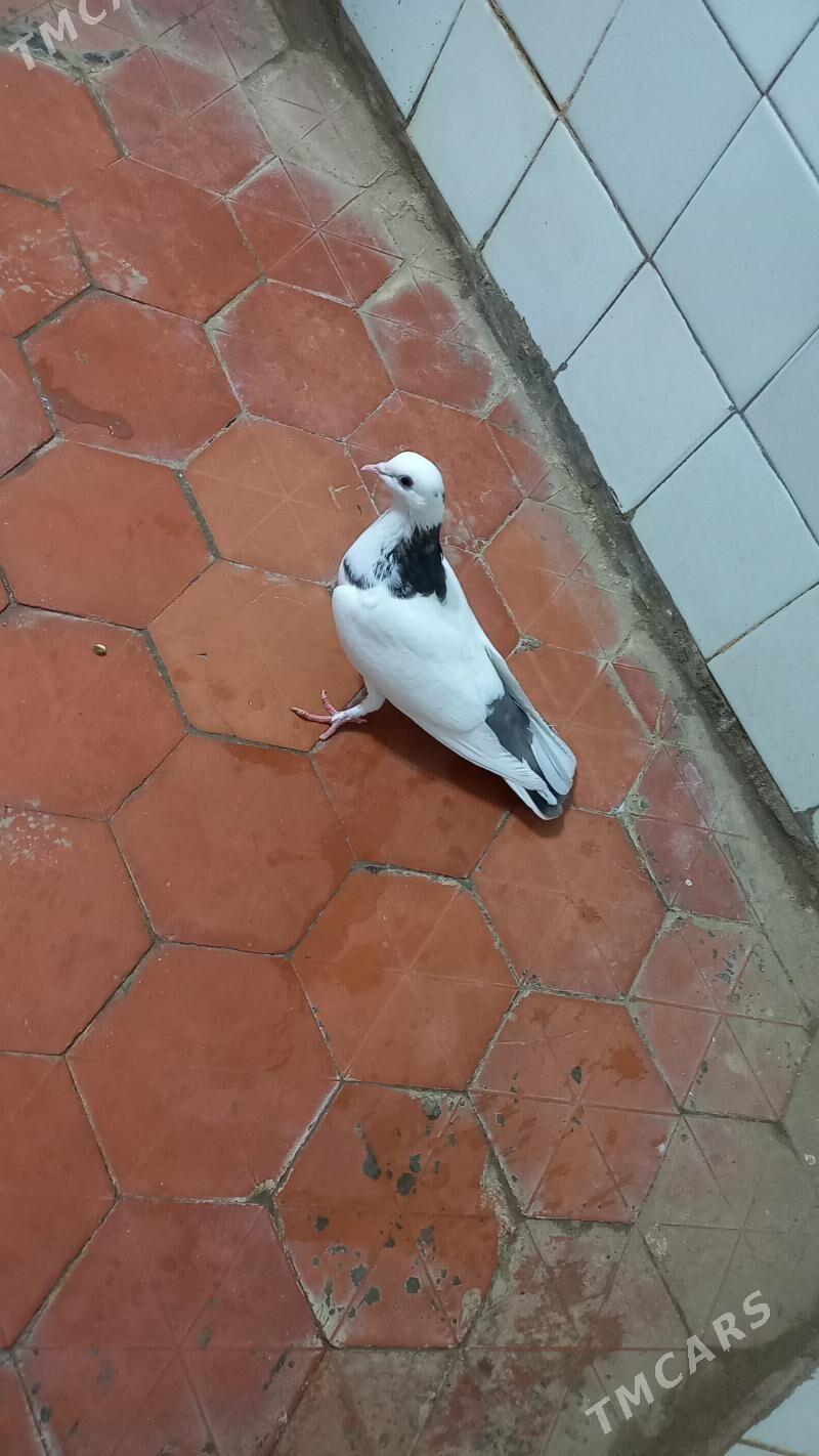 kepderi - Gyzylarbat - img 3