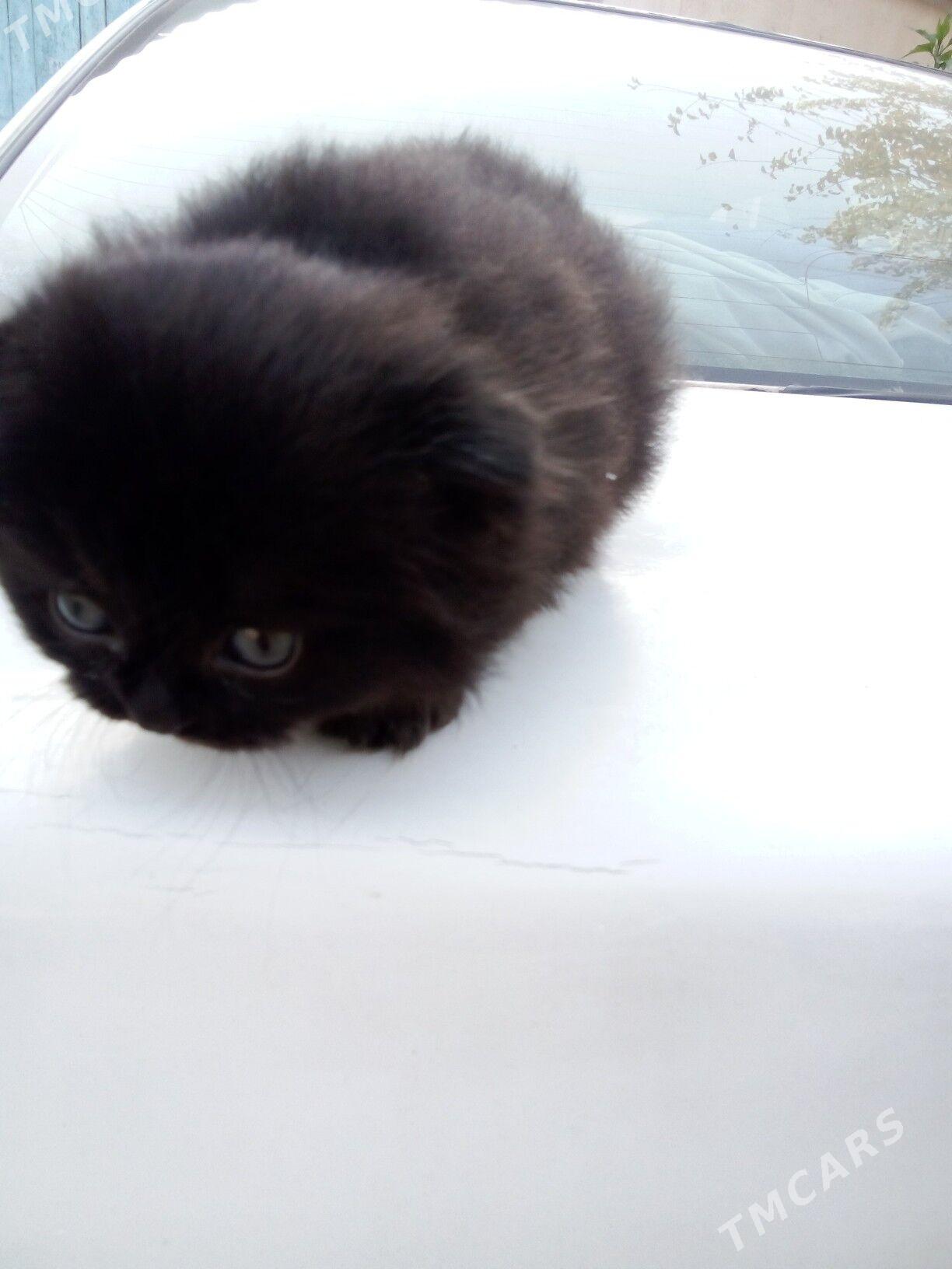 котёнок - Туркменабат - img 3