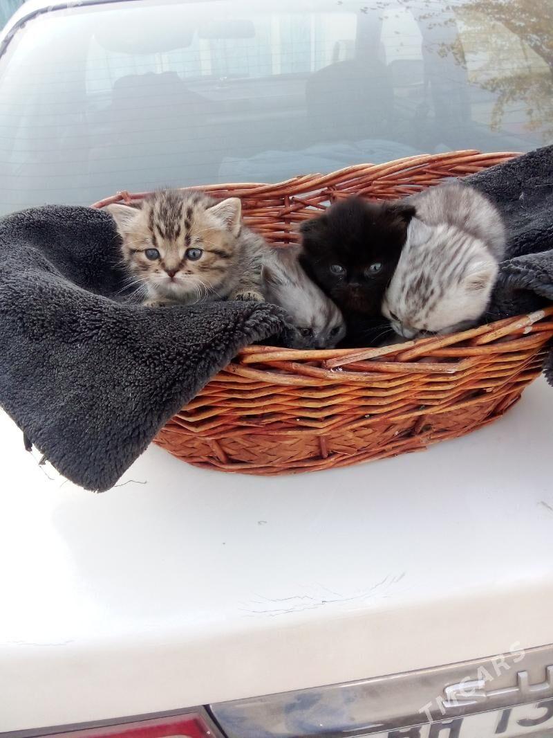 котёнок - Туркменабат - img 5