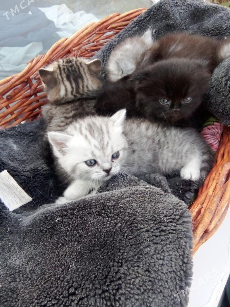 котёнок - Туркменабат - img 4