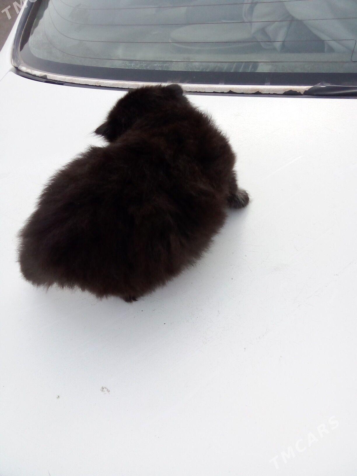 котёнок - Туркменабат - img 2