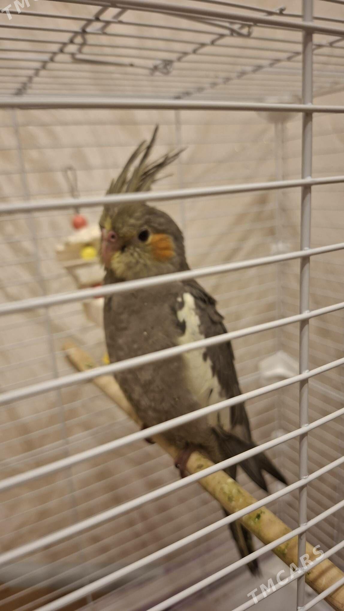 корелла выкормыш с клеткой - Ашхабад - img 2