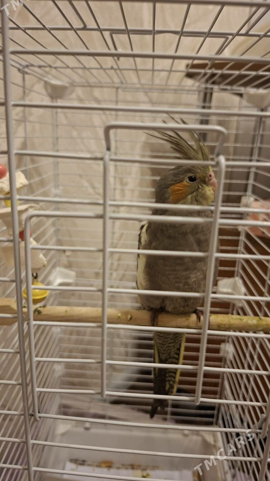 корелла выкормыш с клеткой - Ашхабад - img 4