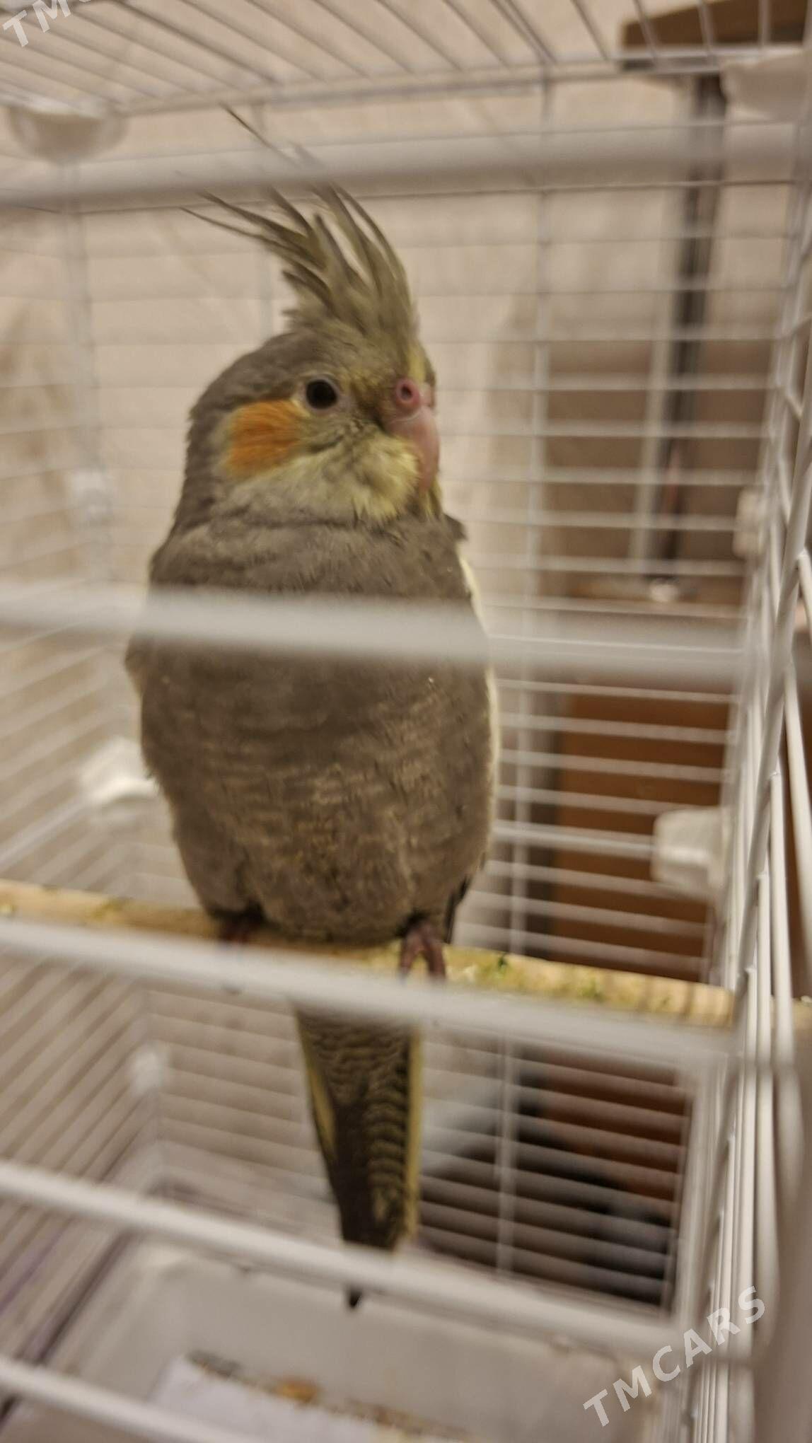 корелла выкормыш с клеткой - Ашхабад - img 3