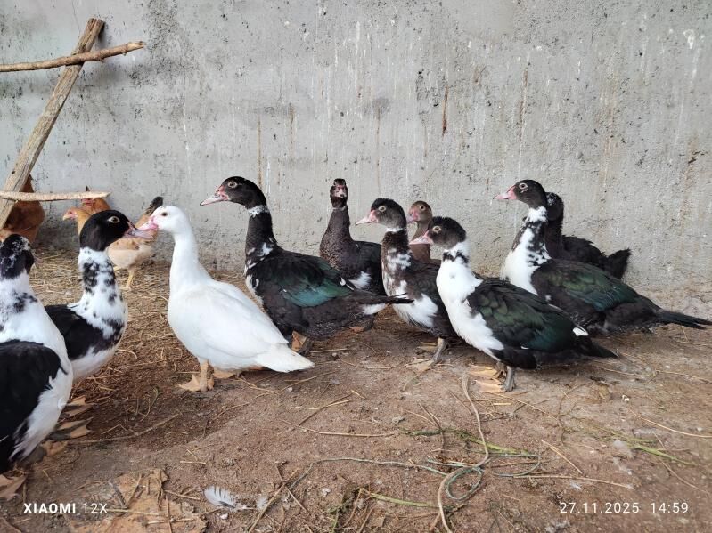 ördek indugatka - Büzmeýin - img 2