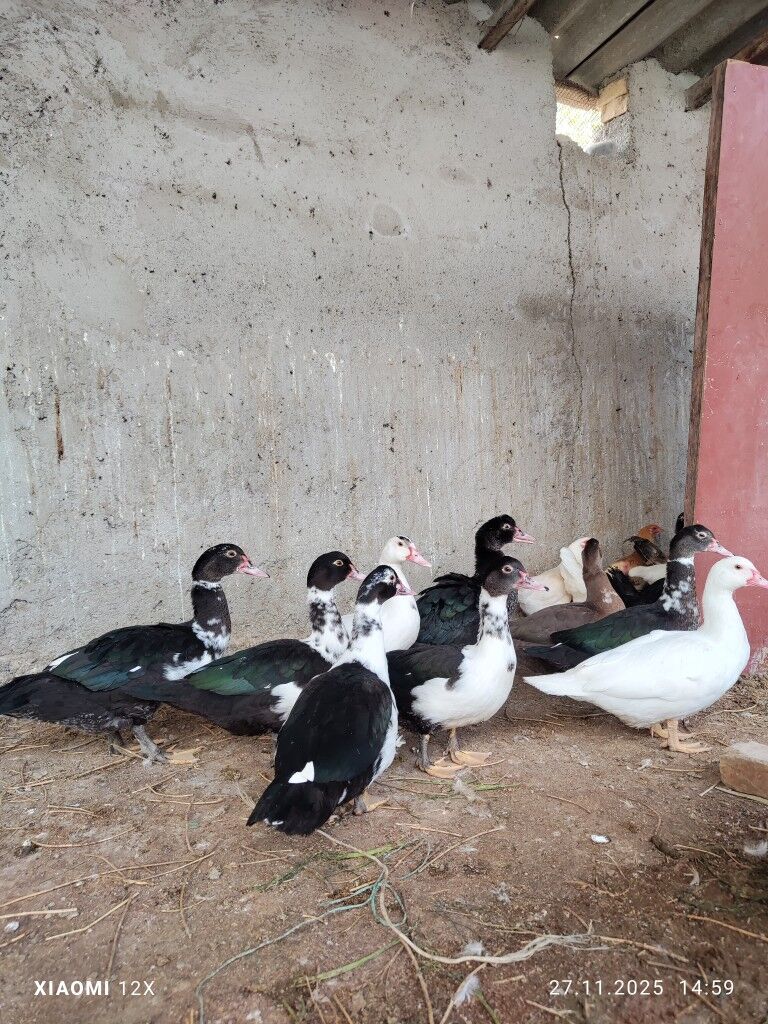 ördek indugatka - Büzmeýin - img 3