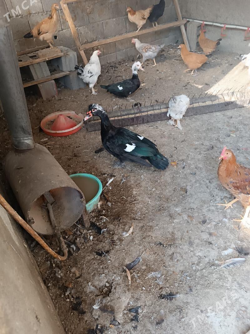 йашил баш ордек - Бузмеин - img 3