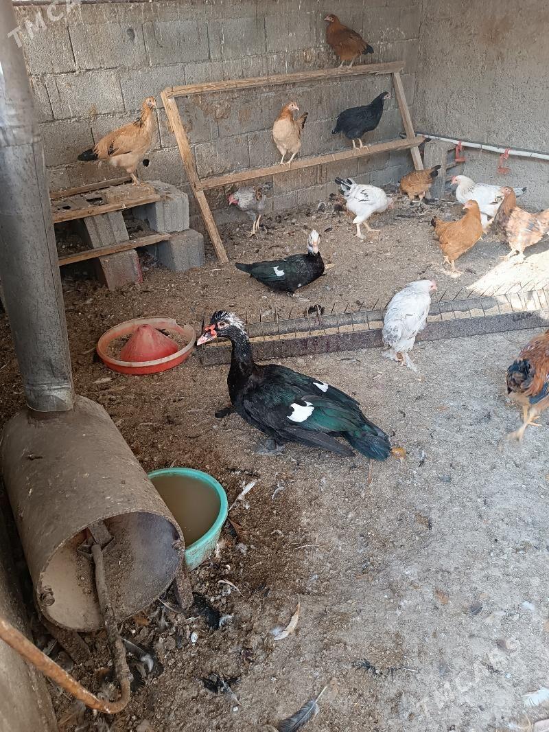 йашил баш ордек - Бузмеин - img 2