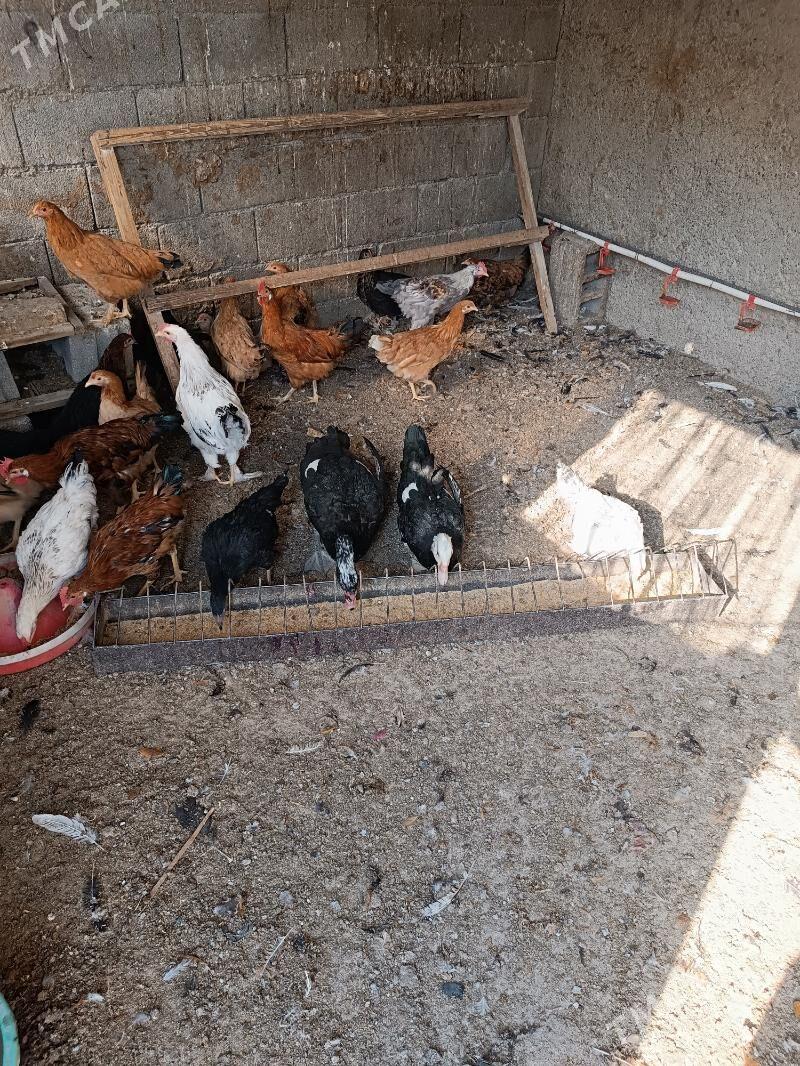 йашил баш ордек - Бузмеин - img 5