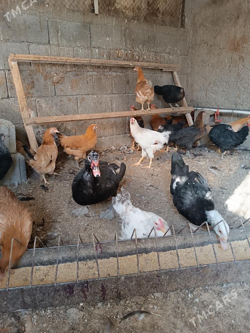 йашил баш ордек - Бузмеин - img 4