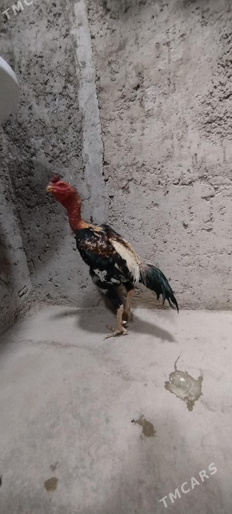 bayes - Балканабат - img 2