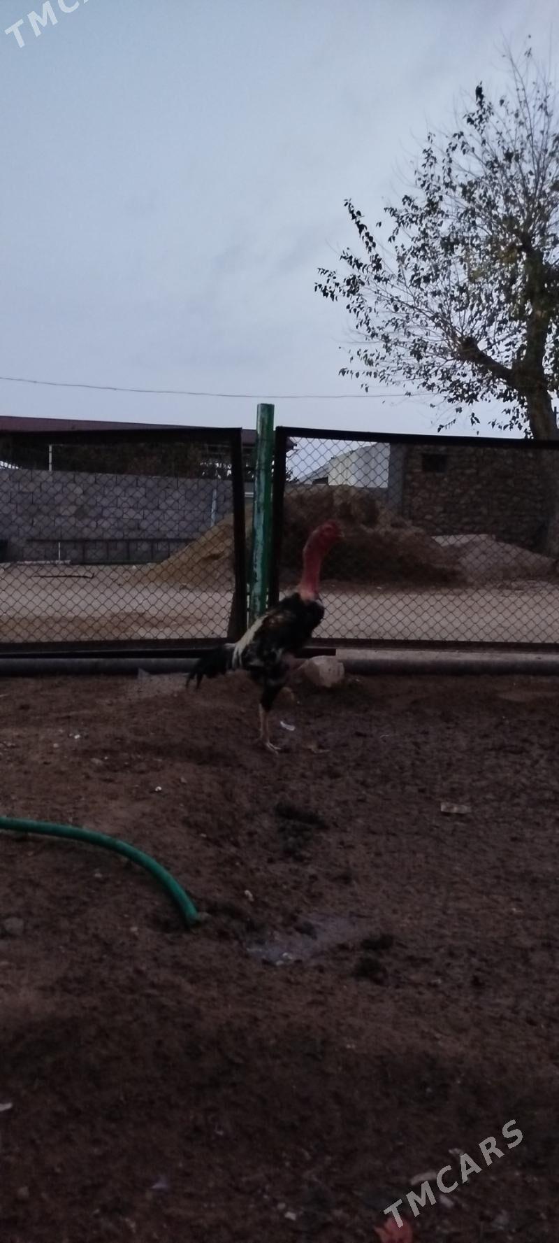 bayes - Балканабат - img 3