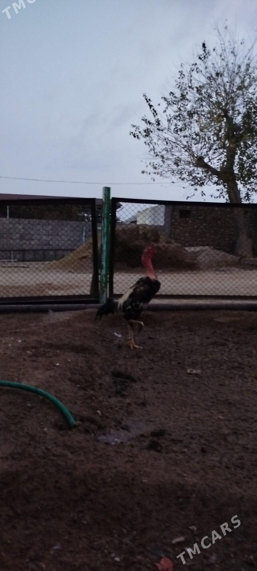 bayes - Балканабат - img 4