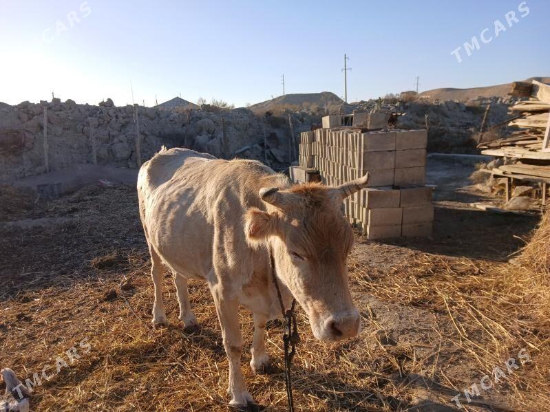 sygyr - Magtymguly - img 2