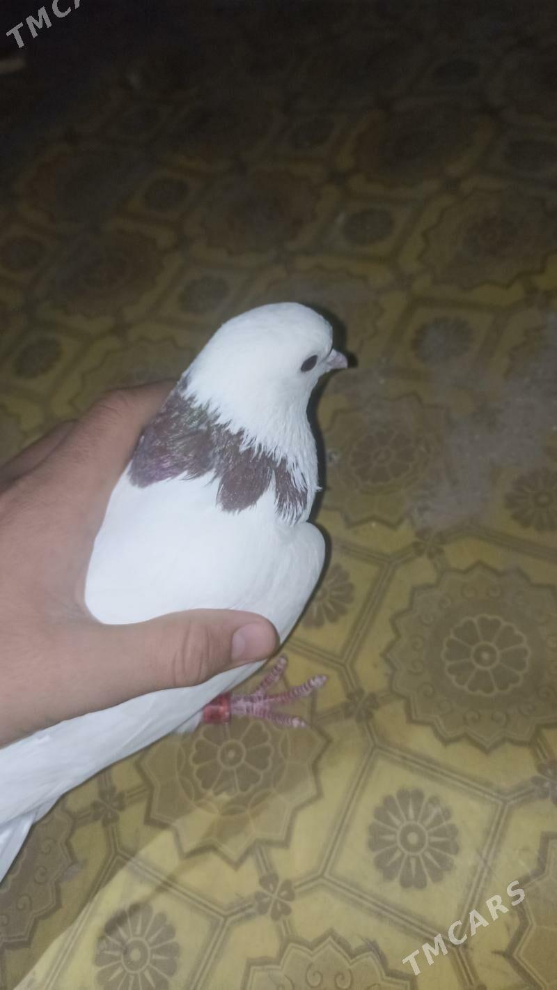 kepderi - Balkanabat - img 6