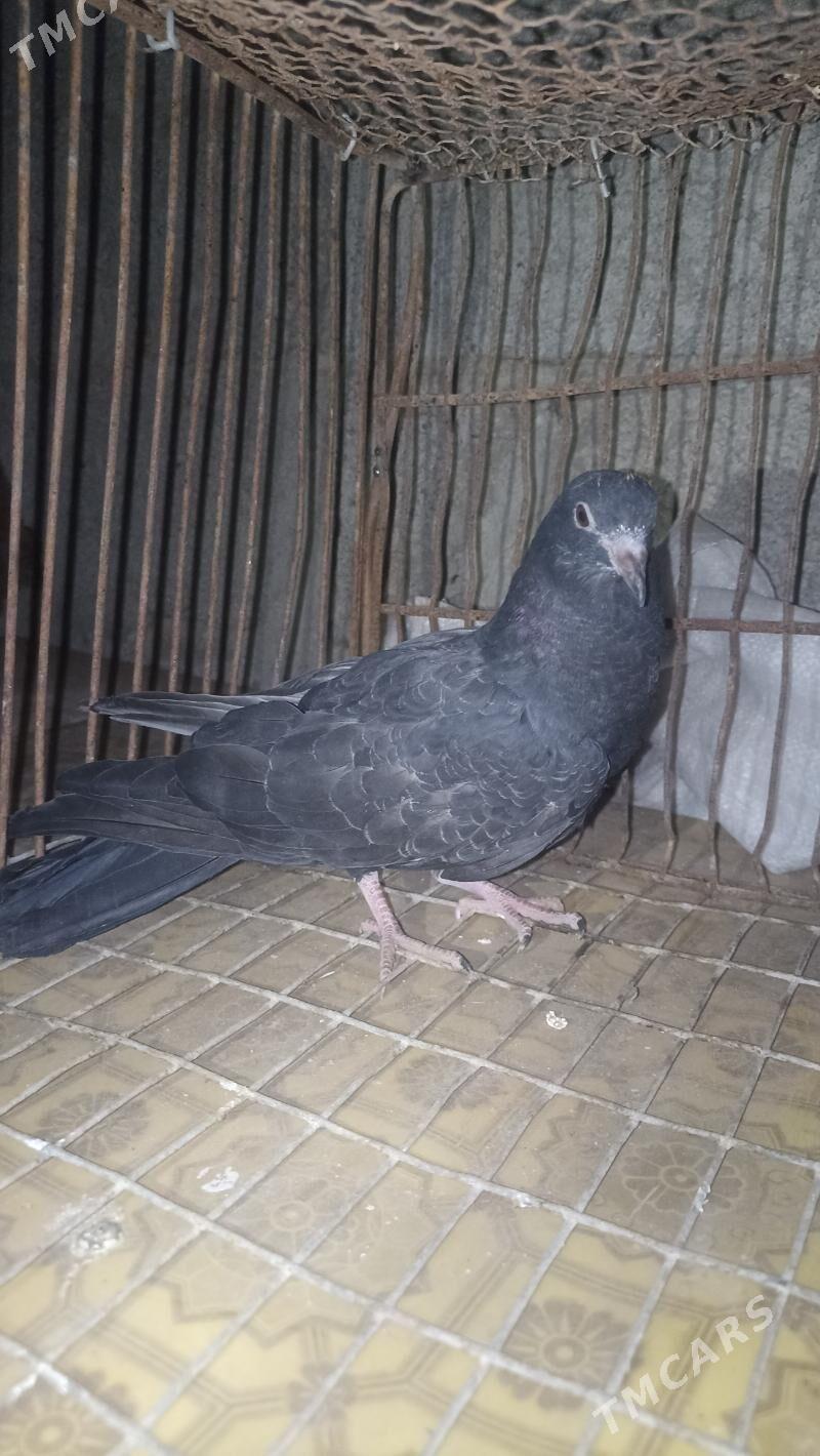 kepderi - Balkanabat - img 2