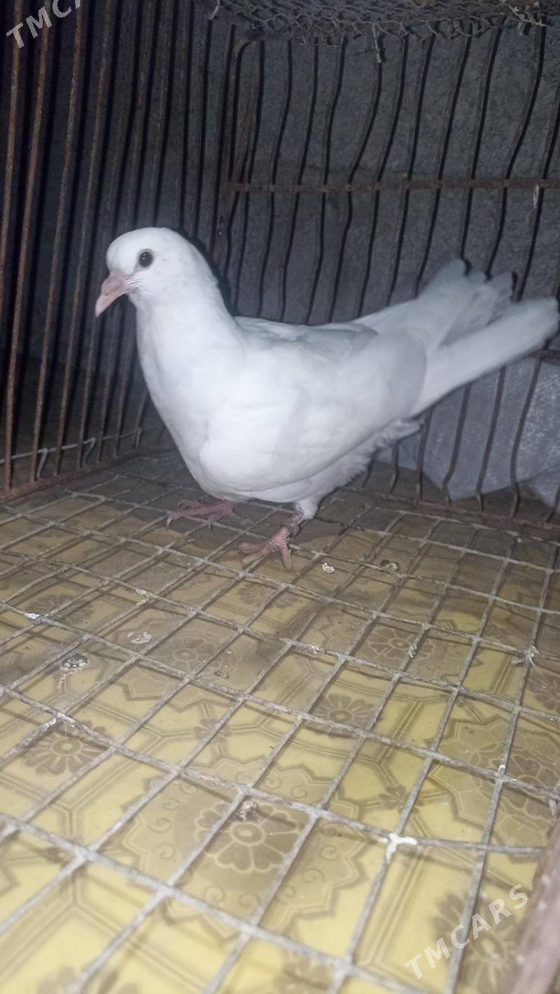 kepderi - Balkanabat - img 3