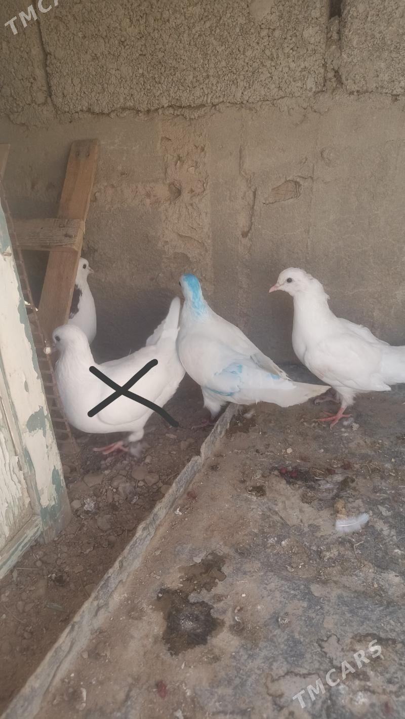 kepderi - Balkanabat - img 5