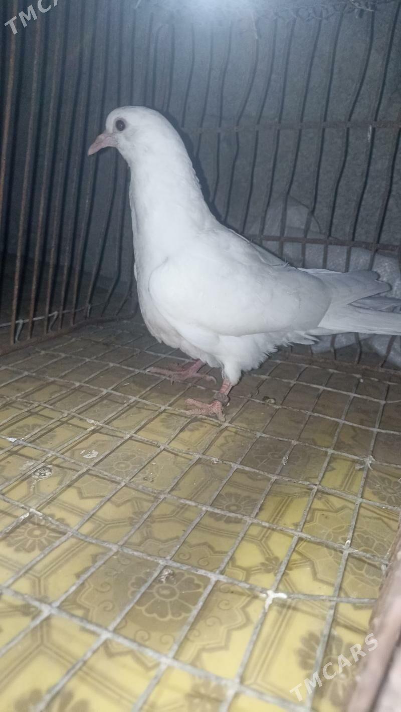 kepderi - Balkanabat - img 4