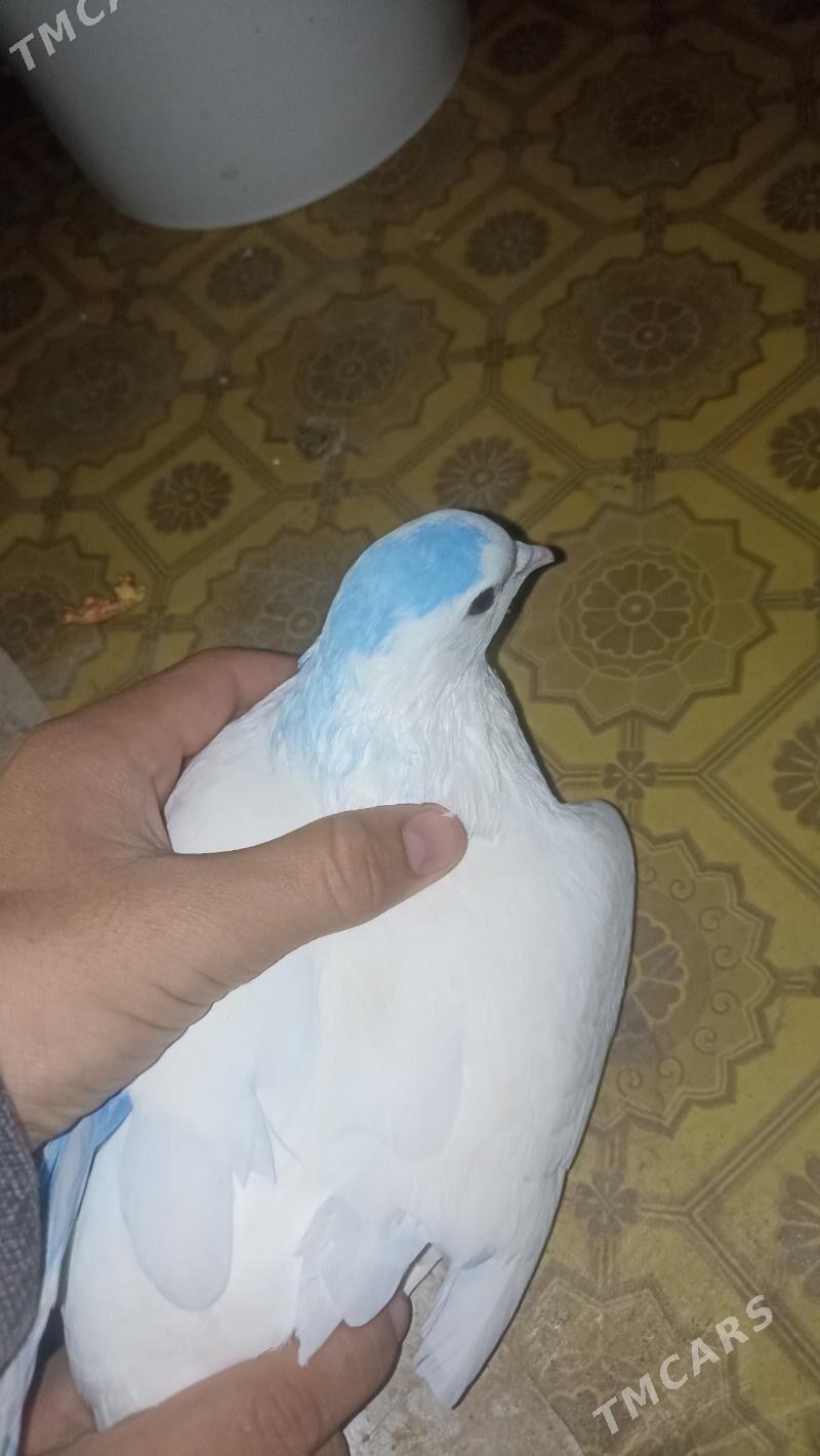 kepderi - Balkanabat - img 7