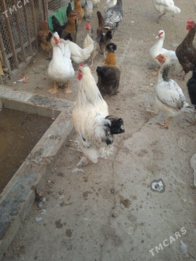 Horaz jüýje - Туркменабат - img 6