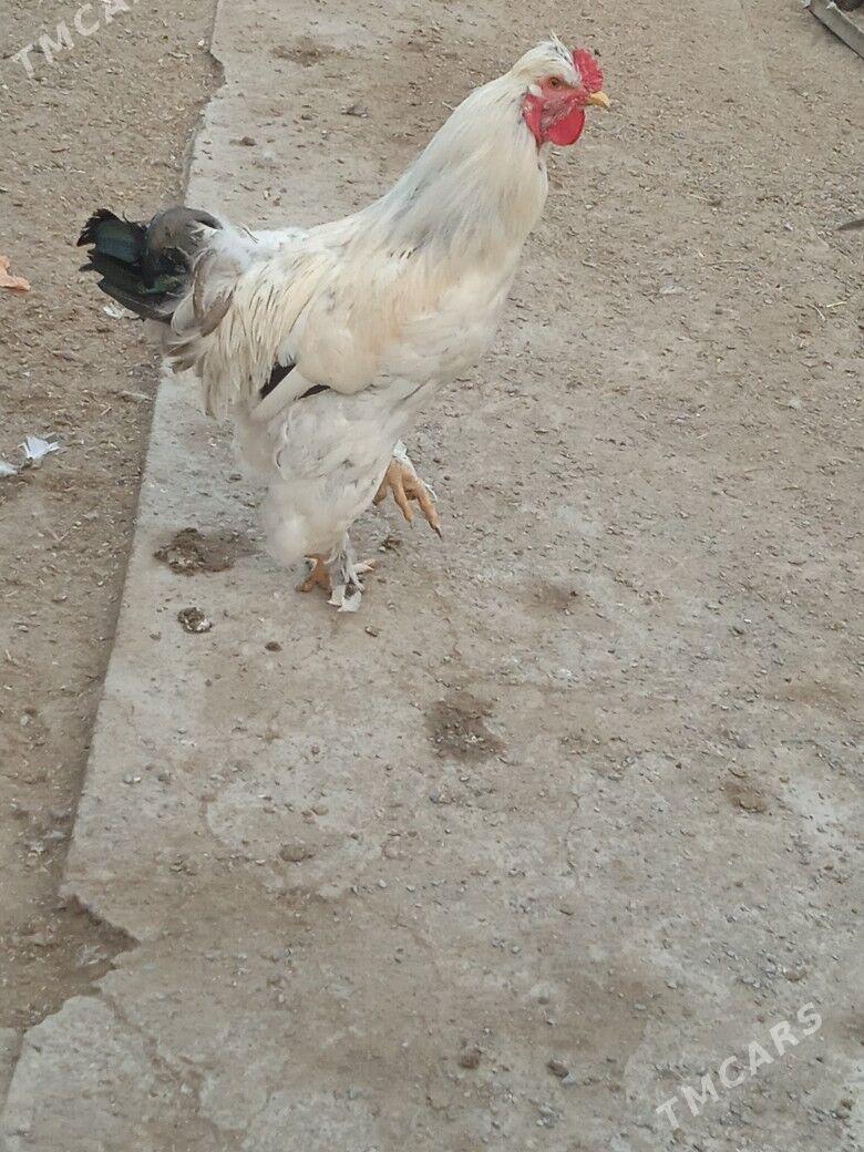 Horaz jüýje - Туркменабат - img 3