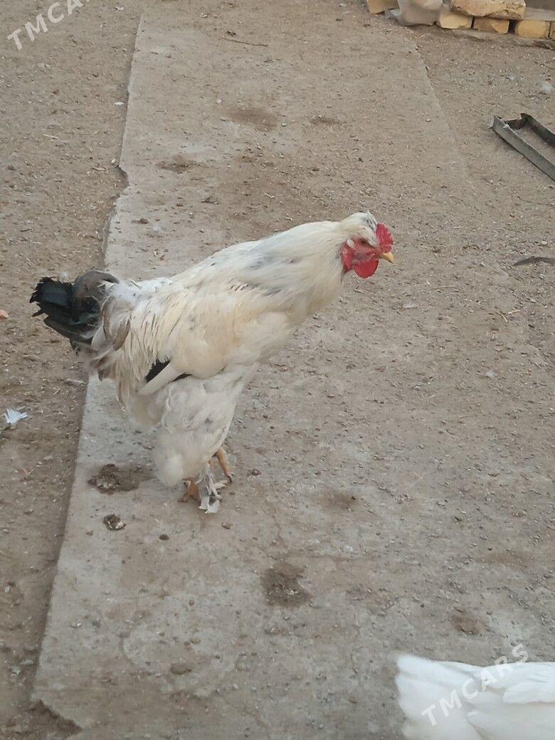 Horaz jüýje - Туркменабат - img 2