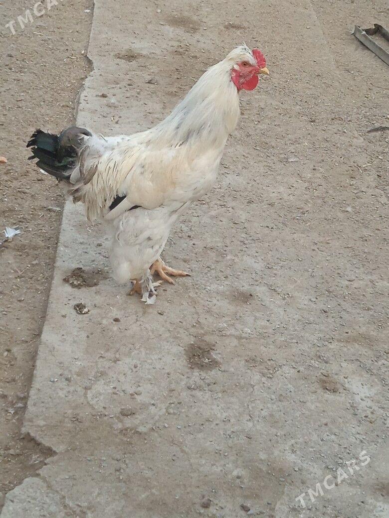 Horaz jüýje - Туркменабат - img 5