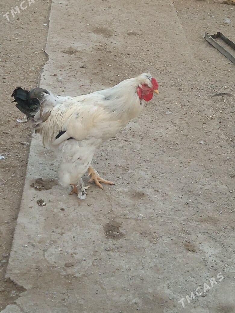 Horaz jüýje - Туркменабат - img 1