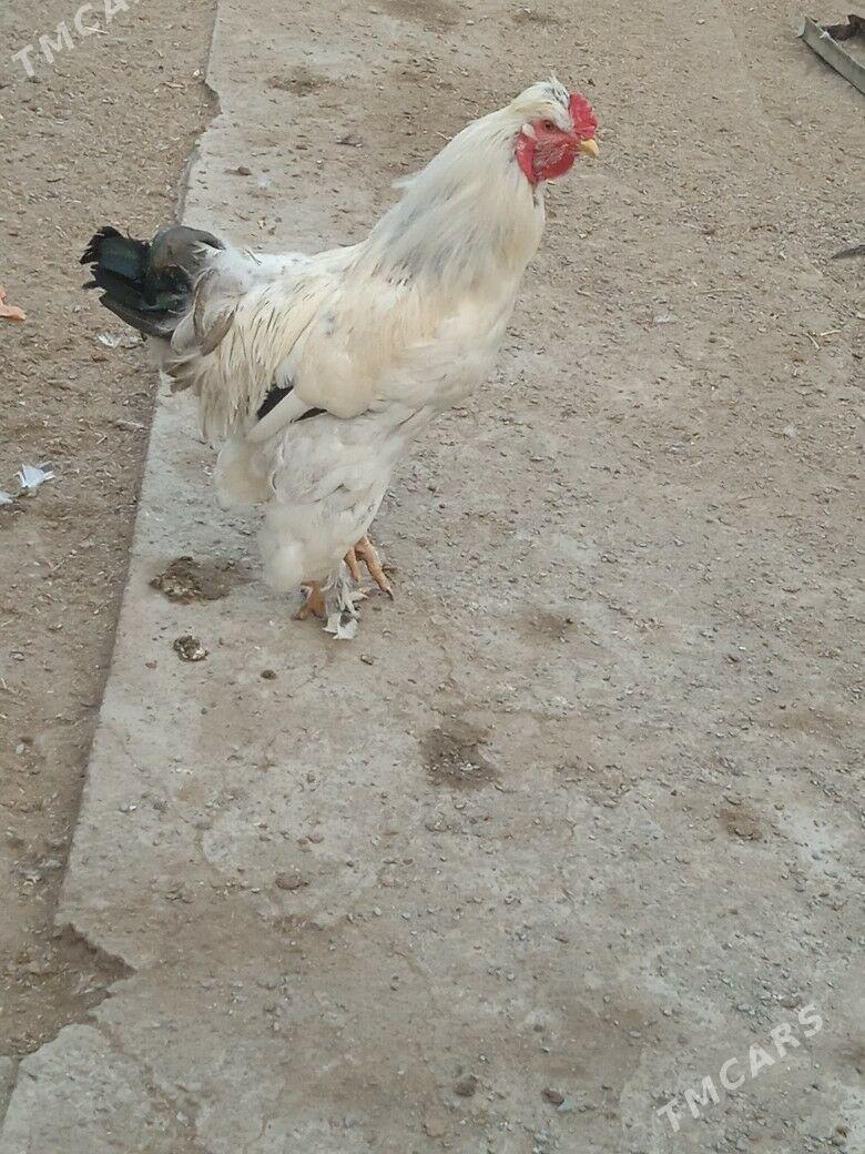 Horaz jüýje - Туркменабат - img 4