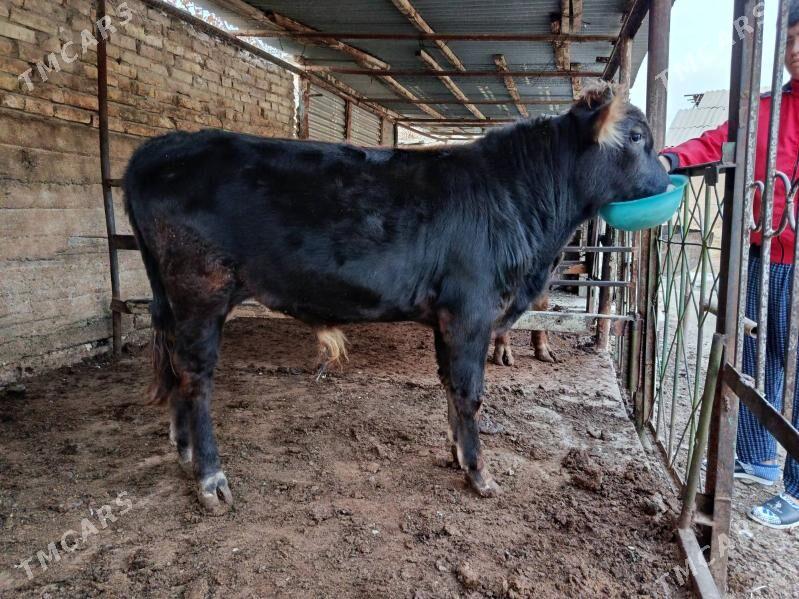 okuz - Кëши - img 2